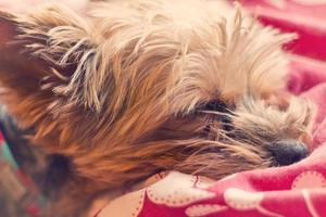 Yorkie Terrier Sleeping photo