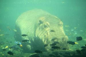 Hippopotamus underwater