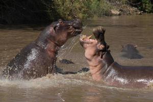 Hippopotamus fighting photo