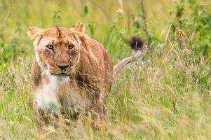 Portrait einer Löwin photo
