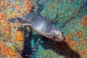 Puppy baby sea lion underwater looking at you photo