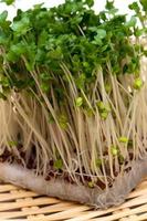 brócoli brotes-brassica oleracea
