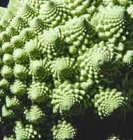 Romanesco broccoli Twist photo