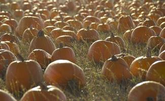Pumpkin patch in fall photo