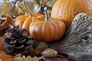 Autumn scene with pumpkins