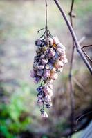 Dry grapes on the branch
