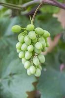 Unripe grapes photo