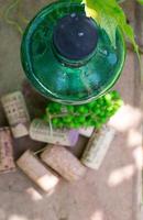 White wine bottle, young vine in the garden photo