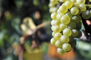 retrato de un racimo de uvas foto