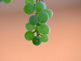 uvas en la vid justo antes de la cosecha foto