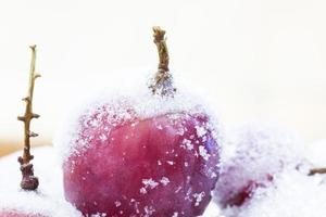 Frozen red grapes A white flake ice, photo