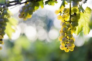 White grape bunch on the vine photo