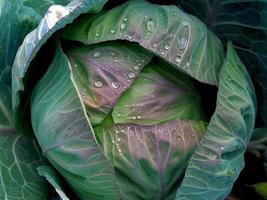cabbage field photo