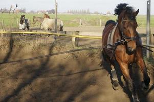 Horse Training photo