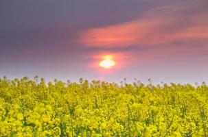 sunset over rapeseed field photo