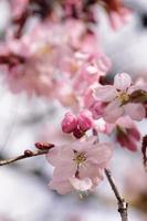 sakura cherry in bloom
