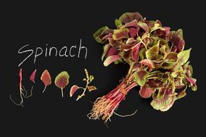 spinach red fresh vegetable organic blackboard