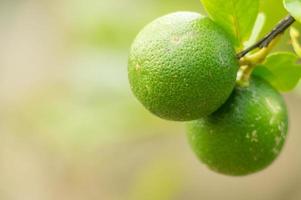 Frutas de limón verde. foto