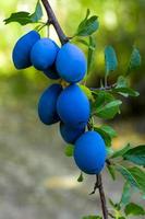 Plums on the tree