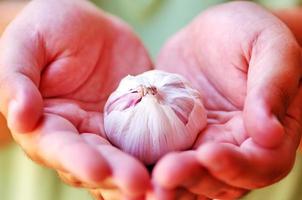 garlic in open hands photo