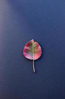 Autumng leaf on blue background