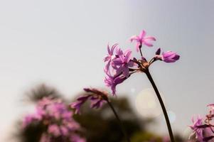 tulbaghia violaceae flor sociedad ajo foto