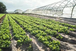 Lettuce plantation field photo