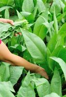 Mujer agricultor manos recogiendo plantas de lechuga de hoja foto