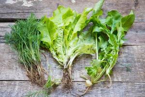 Fennel, lettuce and arugula on a wooden background