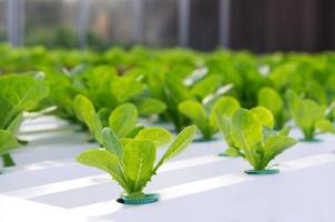 Hydroponic vegetable in farm photo