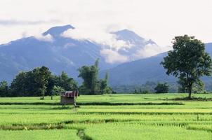 Campo de arroz verde en la provincia de Naan, Tailandia