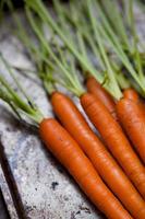 Cerrar un montón de zanahorias crudas con tallos en metal foto