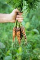 Harvest. Carrot in arm on green grass background photo