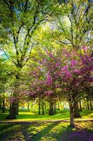 Colorful trees in Druid Hill Park, Baltimore, Maryland. photo