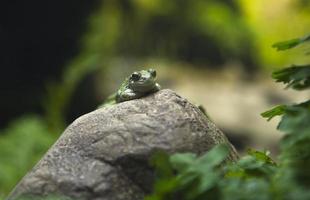Green toad on rock photo