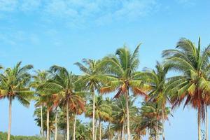 Coconut trees photo