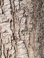 tree texture photo
