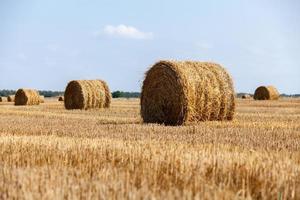 campo de trigo montañoso cosechado con fardo de paja foto