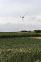 Wind Turbines in Field of wheat and corn photo