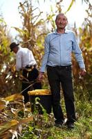 agricultores en la cosecha de maíz foto