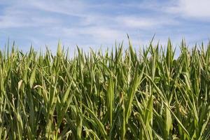 cornfield in summer