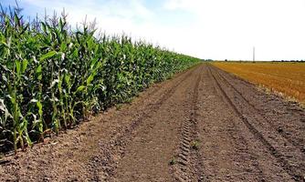 campo de maíz y el campo de hierba cortada