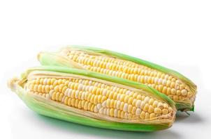 sweet corn, bi-color photo