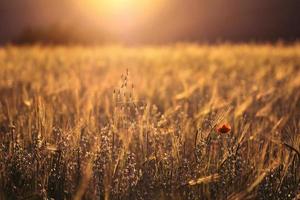 hermosa puesta de sol sobre campo de trigo