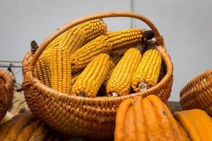 cesta llena de mazorcas de maíz y calabazas