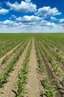 maíz, maíz, paisaje de campo verde foto