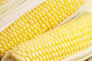 Corn cobs (maize) photo