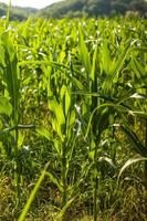 campo de maiz verde