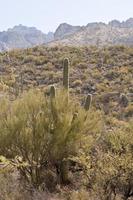 paisaje desértico - 1 cactus, artemisa con montañas