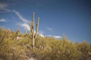 Desert Landscape - 1 cactus with mountains photo